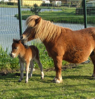 Campsite with mini farm: ponies