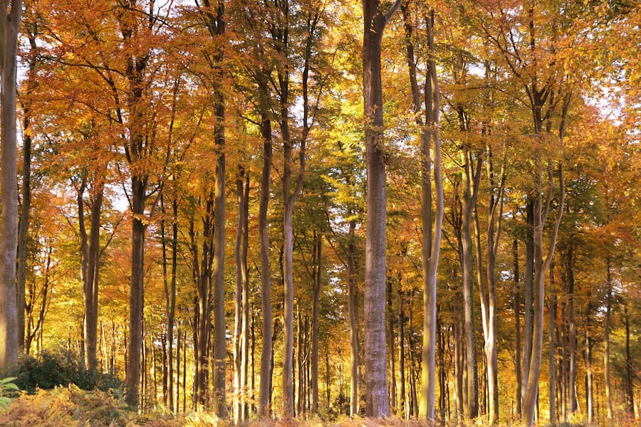 Activite insolite en Seine-Maritime - Foret d'Eawy - Camping le Marqueval
